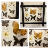 butterflies in a shadow box in Byron, Georgia