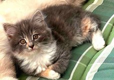 Beautiful female kitten in Ramstein, Germany