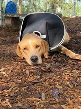 out unlimited kisses and cuddles! ??   Someone please come tell him his forever family is on the... in Hamilton Co., FL, Florida