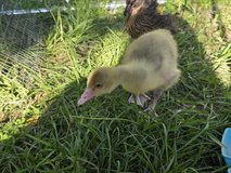 Cotton Patch gosling in Leesville, Louisiana