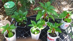 Super-HOT Pepper Plants in Alamogordo, New Mexico