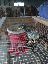Chicks chicks and more chicks in Leesville, Louisiana