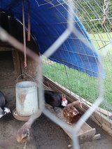 I one male muscovy duck for sale in Leesville, Louisiana