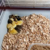 I have baby's muscovy for sale $10 each in Leesville, Louisiana