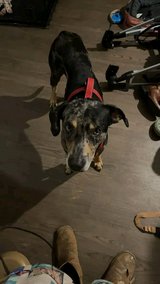 Available for adoption in Hamilton Co., FL, Florida