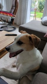 Dog rehoming in Wiesbaden, GE