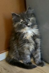 Maine Coon kitten in Ramstein, Germany