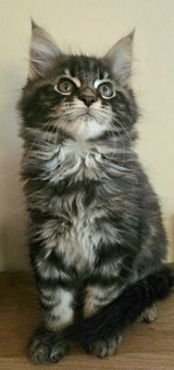 Maine Coon in Ramstein, Germany