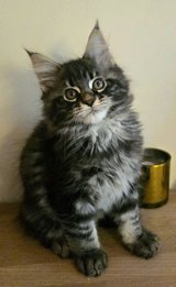 Male Maine Coon in Baumholder, GE