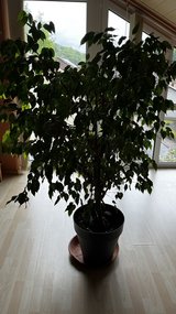 Indoor Potted Ficus Tree in Ramstein, Germany