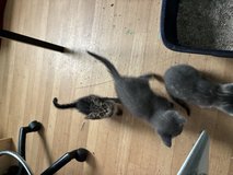 NEED GOOD HOMES FOR 7 KITTENS ?????????????? in Camp Lejeune, North Carolina