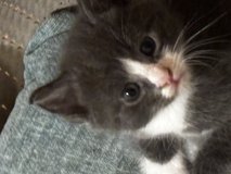 NEED GOOD HOMES FOR 7 KITTENS ????????? in Camp Lejeune, North Carolina