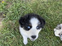 Free AKC registered Australian Shepherd in Fort Leonard Wood, Missouri