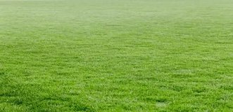 Lawn Care in Camp Lejeune, North Carolina