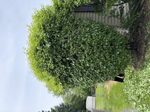 Bush trimming in Aurora, Illinois