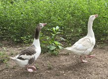 Rare Cotton Patch Geese in Leesville, Louisiana