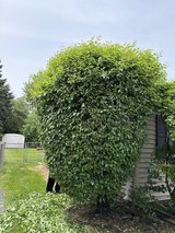 Bush trimming in Sugar Grove, Illinois