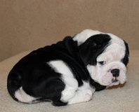Sweet French Bulldog Puppy Looking for a Loving Home in Jacksonville - $50 Rehoming Fee in Camp Lejeune, North Carolina