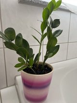 House plant (ZZ) easy taking care in Ramstein, Germany
