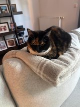 7 Year Old Calico for Rehome in Grafenwoehr, GE