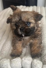 Adorable Shih Tzu puppies in Alamogordo, New Mexico