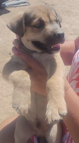 Pitsky Puppy (Male) in Yucca Valley, California