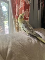Lost Cockatiel in Houston, Texas