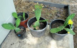 Live Prickly Pear Cactus Succulent Plant (price for each pot) in Warner Robins, Georgia