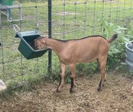Mini Nubian mix in Kingwood, Texas