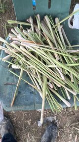 lemon grass and plant for sale in Okinawa, Japan