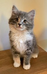 Siberian female kitten in Ramstein, Germany