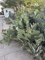 Free prickly pear cactus in Alamogordo, New Mexico