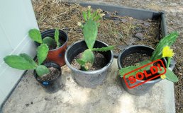 Live Prickly Pear Cactus Succulent Plant (price for each pot) in Macon, Georgia
