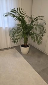 Free pot and plant in Ramstein, Germany