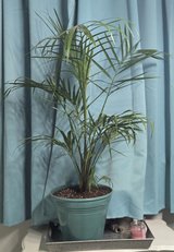 Majesty Palm plant in Clarksville, Tennessee