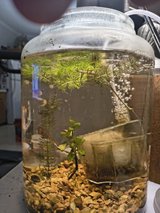 3 gallon jar fish tank in Alamogordo, New Mexico