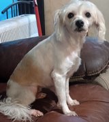 Small terrier mix in Fort Polk, Louisiana