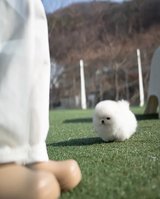 beautiful teacup Pomeranian puppy male in Wilmington, North Carolina