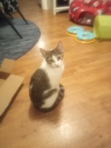 Bobtail kittens , 2 white and 2 gray in Fort Polk, Louisiana