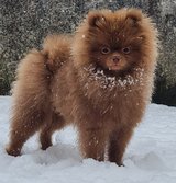 Brown Male toy Pomeranian in Ramstein, Germany