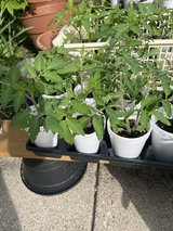 Tomato Plants Heirloom in Chicago, Illinois