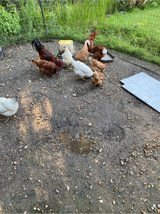 chickens & 3 roosters in Fort Polk, Louisiana