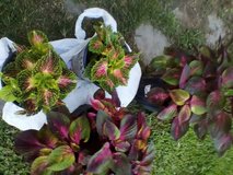 Gardens//Patio Plants in Kingwood, Texas