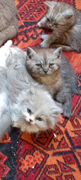 Britisch Longhaiir and Britisch Shorthair KITTEN ! in Ramstein, Germany