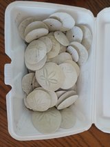 small sanddollors in Alamogordo, New Mexico