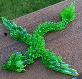 Dragons in Beaufort, South Carolina