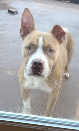 Adoption in Perry, Georgia