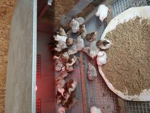 Chicks in Fort Polk, Louisiana