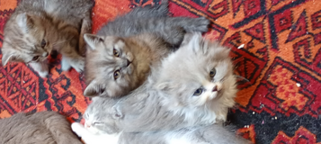 Britisch Longhaiir and Britisch Shorthair KITTEN ! in Ramstein, Germany