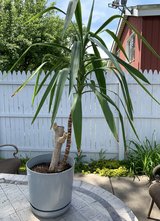 Yucca Tree - Live Plant w/ 12" x 12" gray Pot in Bolingbrook, Illinois